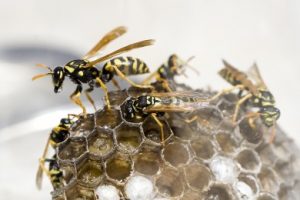 inside a wasps nest